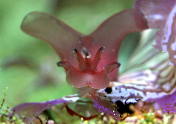 クロヘリアメフラシ