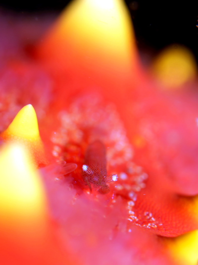 ヒトデヤドリエビ