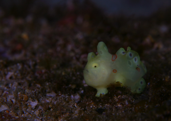 イロカエルアンコウ