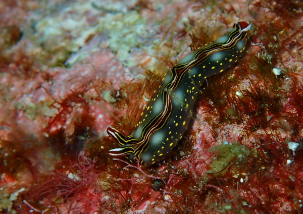 ハナミドリガイ