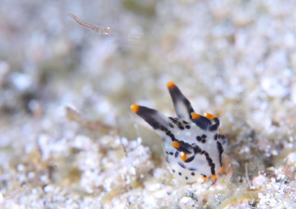 ツノザヤウミウシ