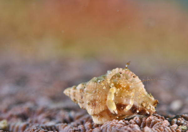 ネジレヤドカリ属の一種