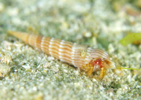 テブクロイトヒキヤドカリ