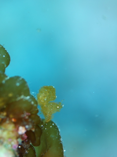 フィコカリスシムランス