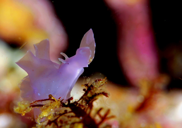 サガミアメフラシ