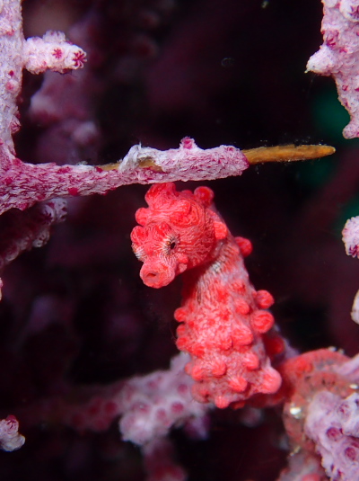 ピグミーシーホース