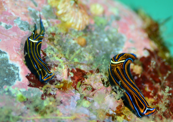 ニシキツバメガイ