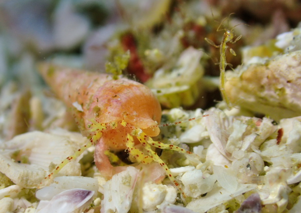 ホウセキホンヤドカリ