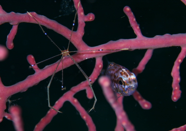 オルトマンワラエビ