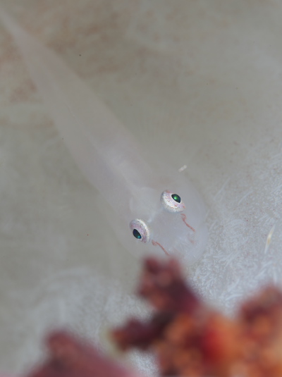 スケロクウミタケハゼ