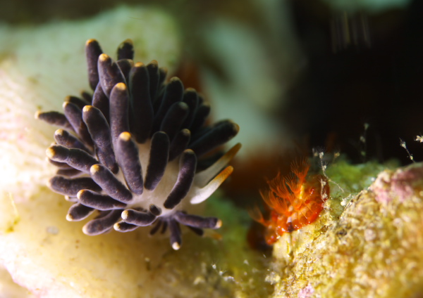 イボヤギミノウミウシ