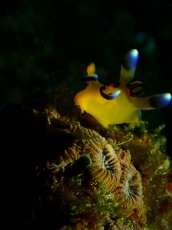 ウデフリツノザヤウミウシ