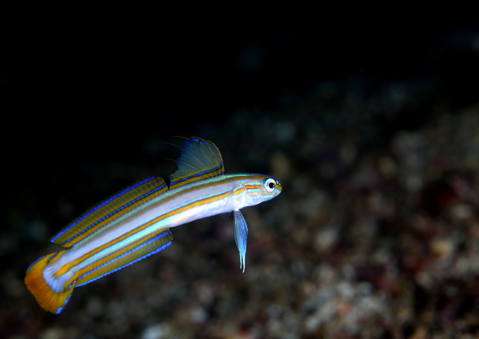 スジクロユリハゼ