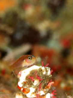 カシワベニハゼ