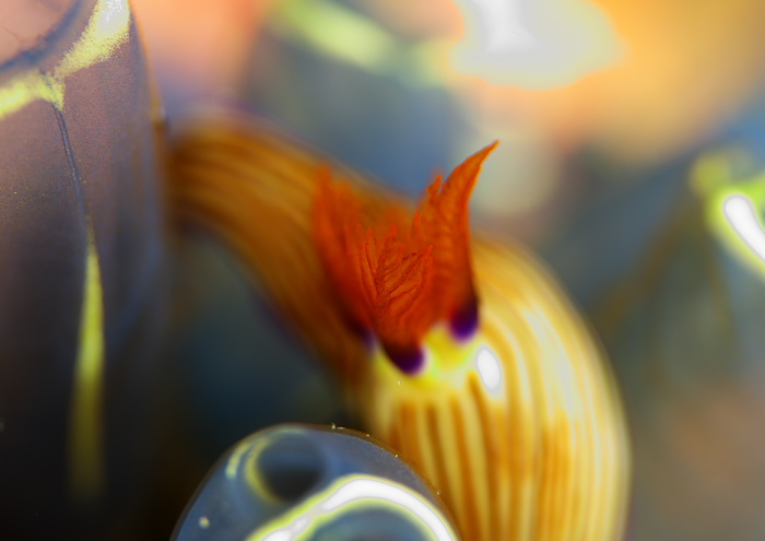 クロスジリュウグウウミウシ