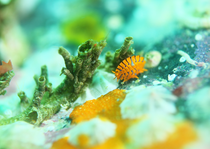 ホムラスベヨコエビ