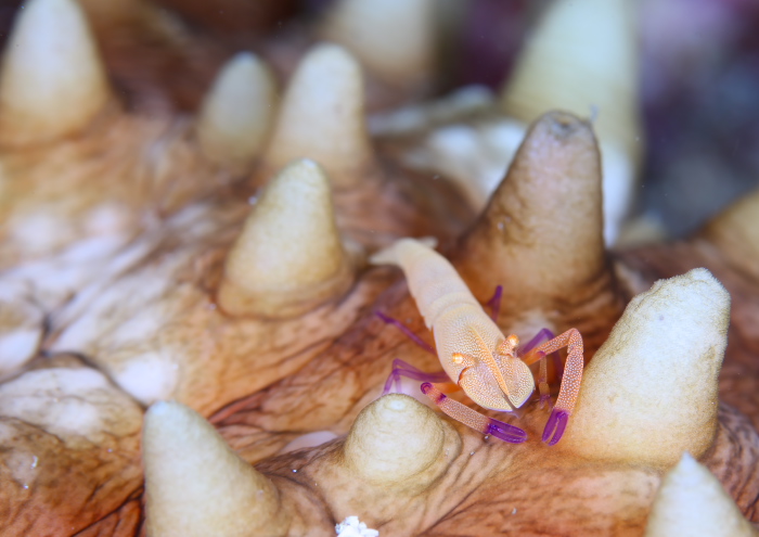 ウミウシカクレエビ