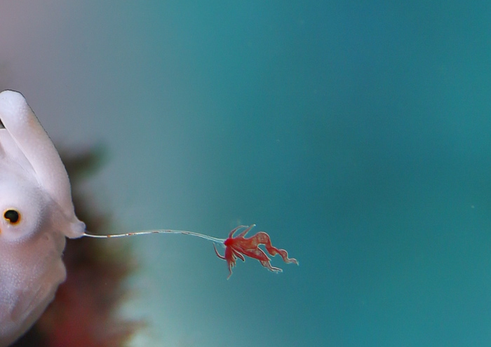 クマドリカエルアンコウ