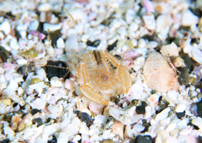 サンゴヒメエビ