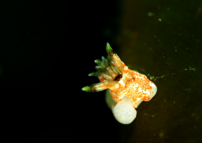 イバラウミウシ属の一種