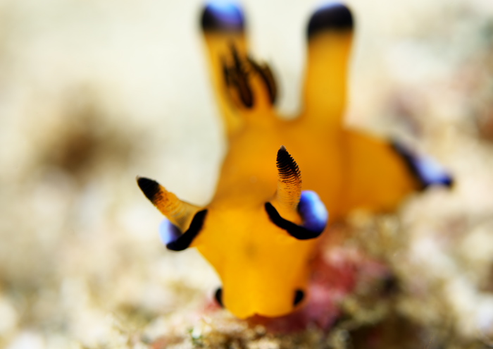 ウデフリツノザヤウミウシ