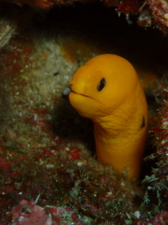 ゴールデンイールモレイ