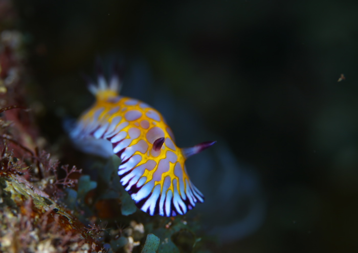 ボブサンウミウシ