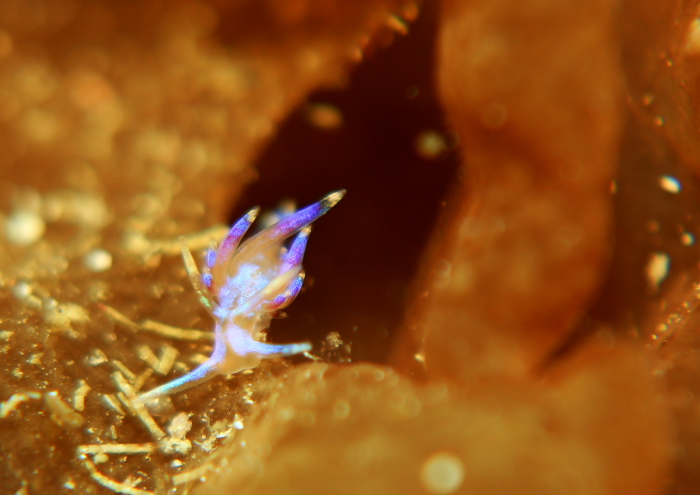 ミノウミウシ一種