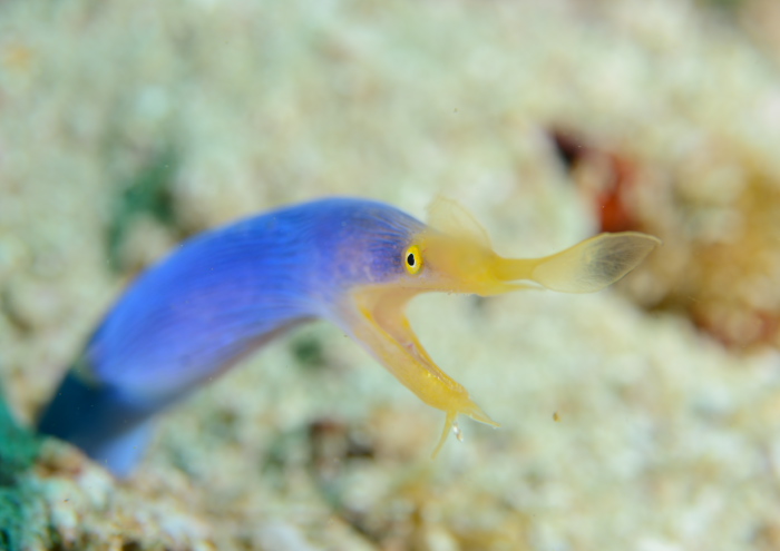 ハナヒゲウツボ