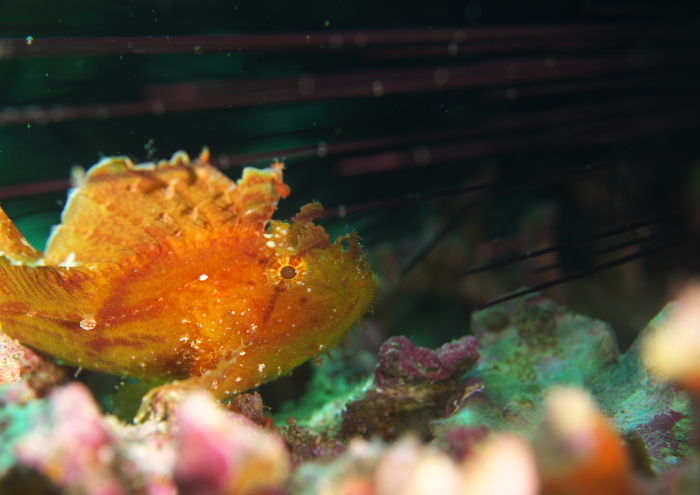 ハダカハオコゼ