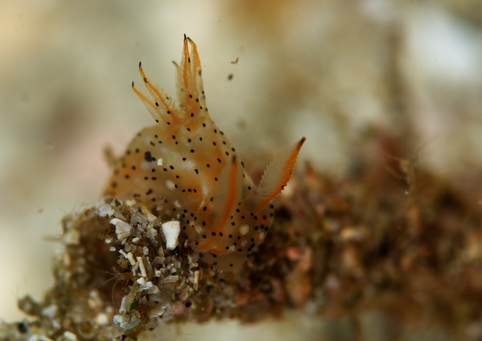 フジタウミウシ