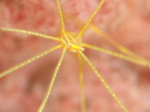 オルトマンワラエビ