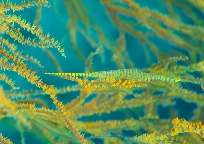 ゴルゴニアンシュリンプ