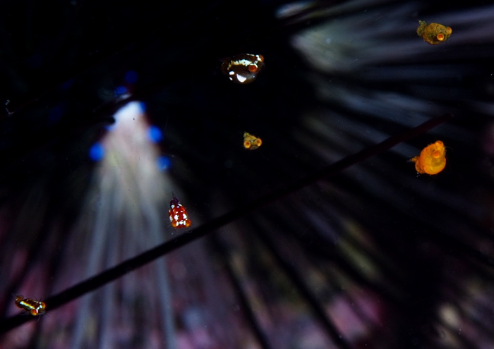 ヒメオオメアミ