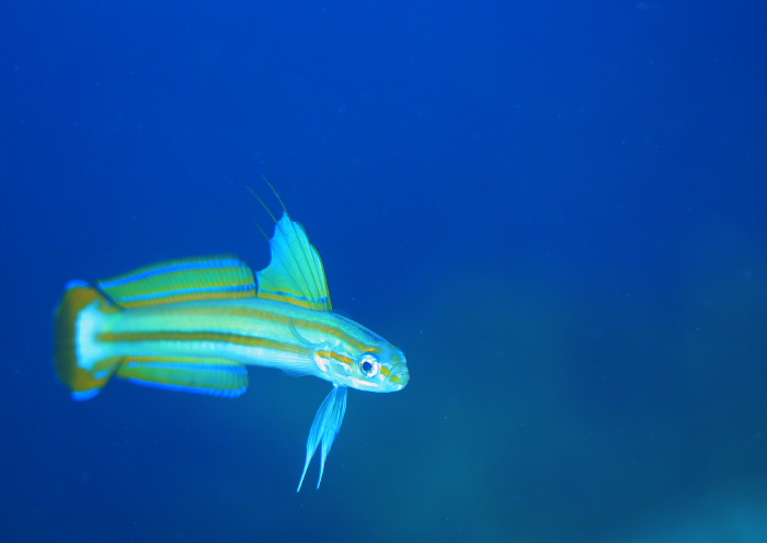 スジクロユリハゼ