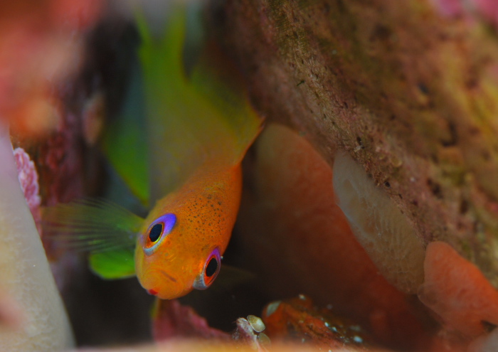 キンギョハナダイ