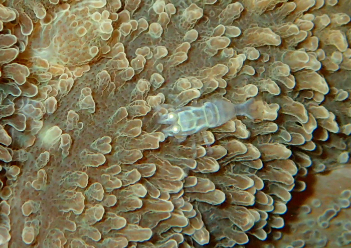 ワライヤドリエビ