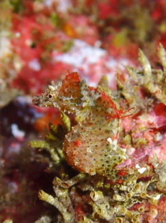 ジャパニーズピグミーシーホース