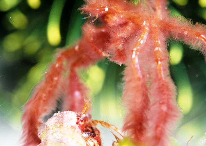 オラウータンクラブ