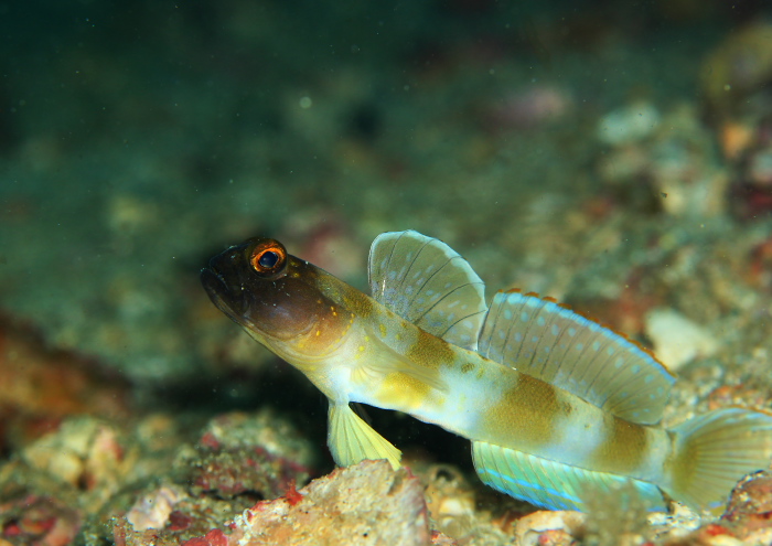 ズグロダテハゼ