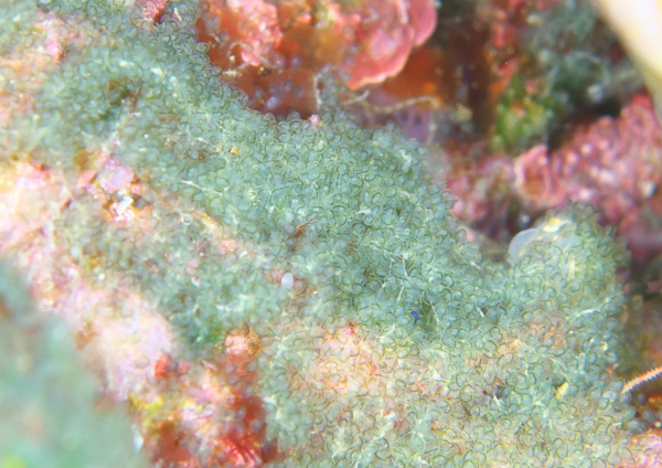 コガネスズメダイ卵