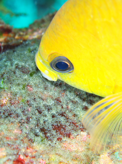 コガネスズメダイ卵守り