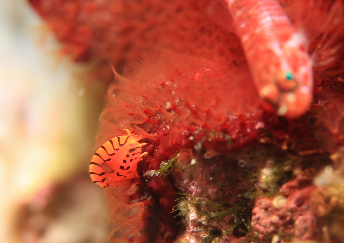 ホムラスベヨコエビ