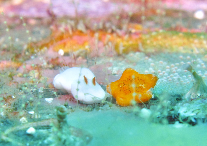 シロウサギウミウシ