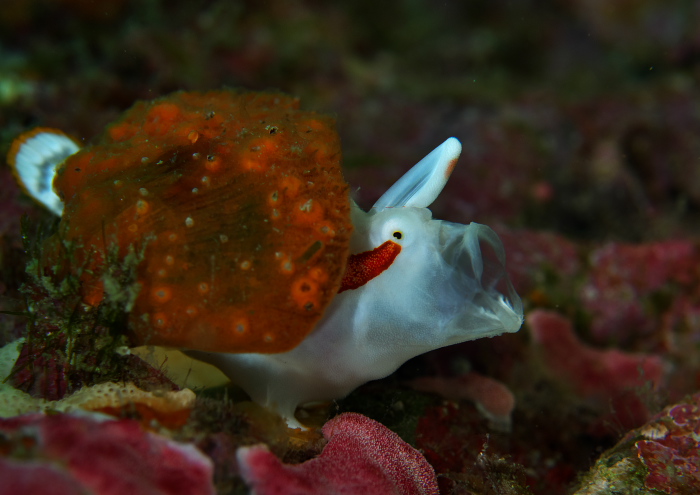 クマドリカエルアンコウ