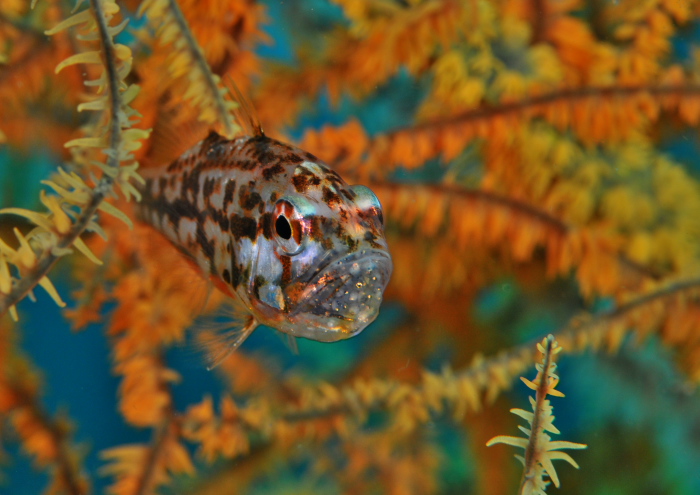 イナズマヒカリイシモチ