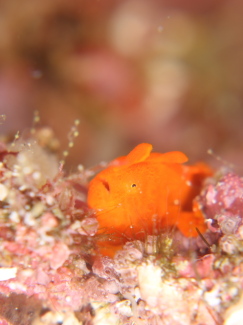 イロカエルアンコウ