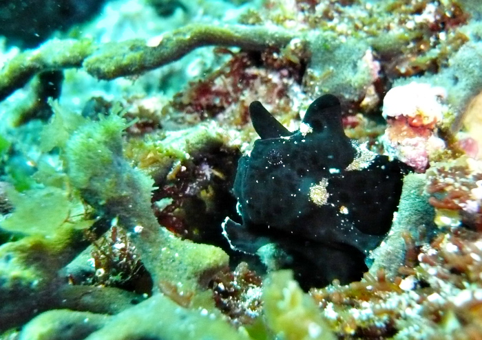 イロカエルアンコウ