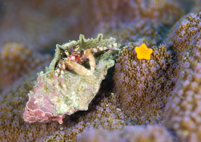 テブクロイトヒキヤドカリ