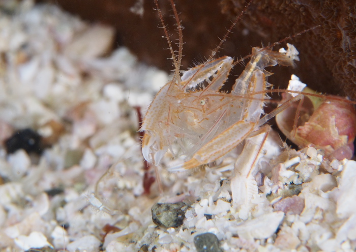 サンゴヒメエビ